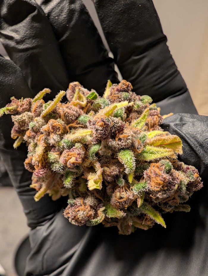 Macro shot of a cannabis bud showcasing trichomes, held in a black gloved hand.